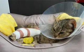 Pomôžme nájdenému mačiatku so zlomenou nohou