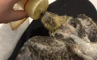 Pomôžme Vlaďke postaviť domov pre handicapované holuby