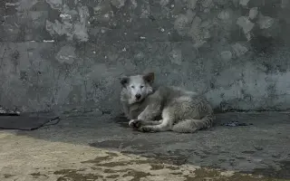 Darujte ďalší domček pre choré a nechcené zvieratá z osady