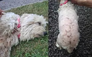 Pomôžme vyhodej fenke Belke k liečbe