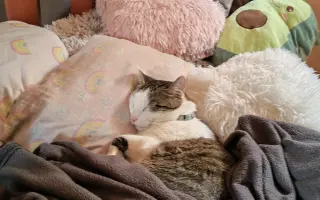 Salty bojuje o svoj tretí život – pomôžme mu vyhrať boj s FIP