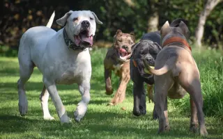 Pomôžte nám - k odkúpeniu raja pre OZ Záchranná stanica ANIMAL chýba ešte kúsok!