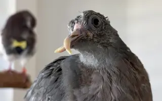 Pomôžme Vlaďke postaviť domov pre handicapované holuby