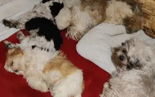 Pomôžte našim chorým senior psíkom - OZ pomoc psíkom Shih-tzu