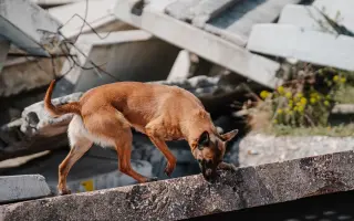 Podporme slovenské záchranárske psy na Majstrovstvách sveta 2026 v Slovinsku!