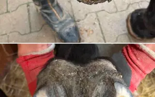 Pomôžme kobylke zvíťaziť nad bolesťou a následkami ťažkého zanedbania