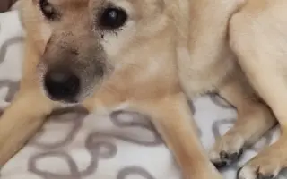 Pomôžme zachraňovať psích seniorov a dopriať im dôstojnú starobu