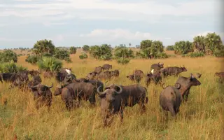 FAIRYTALE UGANDA - NAJVÄČŠÍ KULTÚRNO-HUMANITÁRNY PROJEKT SLOVENSKA V ZAHRANIČÍ