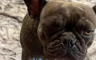 Pomôžme Amy zachrániť očko a zmierniť jej trápenie