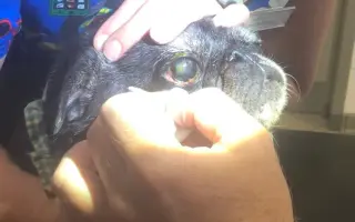 Pomôžte dať chorým mopsíkom šancu na život – MOPS v núdzi, o.z.