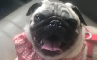 Pomôžte dať chorým mopsíkom šancu na život – MOPS v núdzi, o.z.