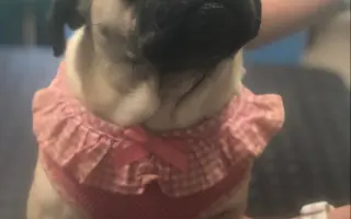 Pomôžte dať chorým mopsíkom šancu na život – MOPS v núdzi, o.z.