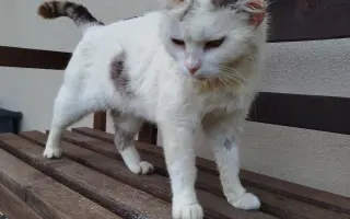 Pomôžte Zuzane zabezpečiť pomoc pre chorú mačku