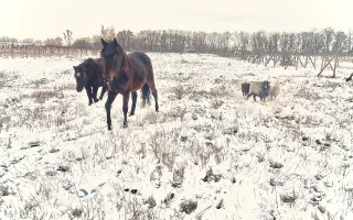 Pomôžme kobylke Moly zvládnuť liečbu