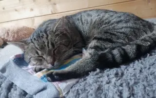 Pomôžme ochrániť 12 zachránených mačiek