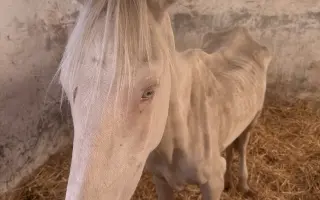 🕊️ Znovuzrodenie: Pomôžte dvom konským anjelom začať nový život