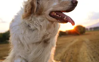 Pomôžte nám dať Dukovi šancu na ďalšie spoločné dni