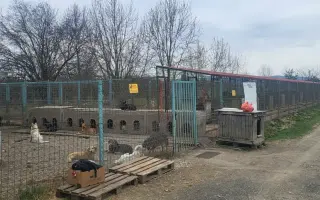 Darujme psíkom v útulku čistú vodu