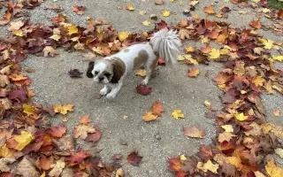 Pomôžme Daphne opäť žiť bez bolesti