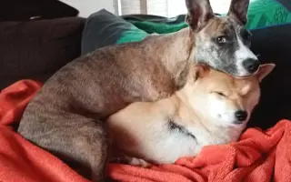 Pomôžme hendikepovanej fenke Freyuške