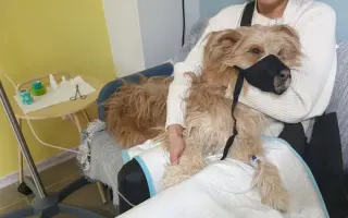 Pomôžme Lakymu pri liečbe rakoviny