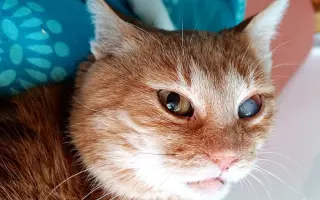 Postavme do zimy útočisko pre mačacích dochrámančekov z OZ Mačoz