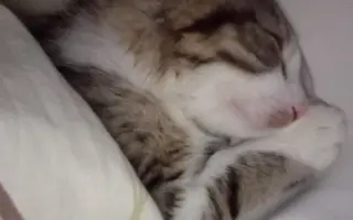 Posledná nádej kocúrika Miška