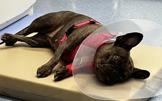 Pomôžme Amy zachrániť očko a zmierniť jej trápenie