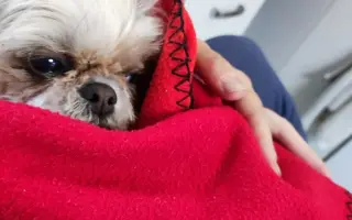 Pomôžte našim chorým senior psíkom - OZ pomoc psíkom Shih-tzu