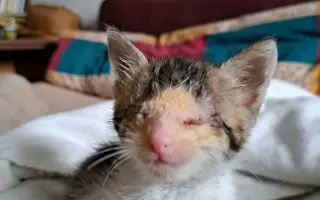 Zachráňme Miniho a dajme šancu aj tým, čo prídu po ňom Zachráňme Miniho a dajme šancu aj tým, čo prídu po ňom