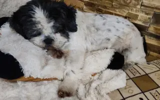 Pomôžte našim senior psíkom Shih-tzu dožiť dôstojný život