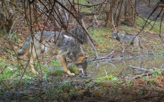 12 mesiacov v divočine: Podporte tvorbu príbehov, ktoré pomôžu vlkom a rysom