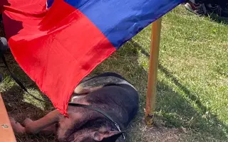 Podporme slovenské záchranárske psy na Majstrovstvách sveta 2026 v Slovinsku!