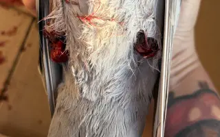 Pomohli ste Vlaďke postaviť holubník pre handicapované holuby a mláďatká