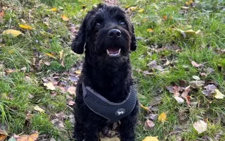 Pre Kyrka, ktorý bojuje s vážnou rakovinou