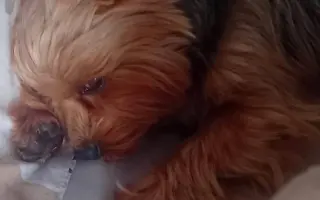 Monty má viacero diagnóz. Pomôžme mu dostať potrebnú starostlivosť.