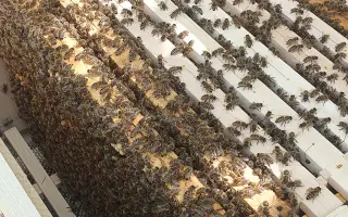 Druhá šanca pre včely | pomôžte mi vytvoriť špeciálnu Karanténnu včelnicu