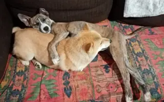 Pomôžme hendikepovanej fenke Freyuške