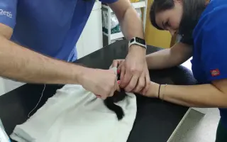 Pomôžte s rekonštrukciou záchrannej stanice pre veveričky