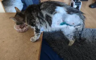 Pomôžme zranenému kocúrikovi postaviť sa opäť na labky