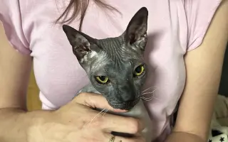Dobby – kocúrik, ktorý potrebuje CT a operáciu, aby konečne žil plnohodnotne