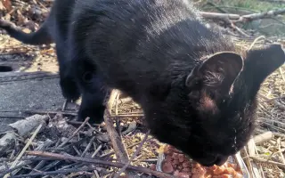 Naplňme spolu mačacie misky 🐈