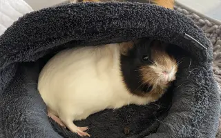 Zachráňme Mozzarellku – darujme jej potrebnú operáciu