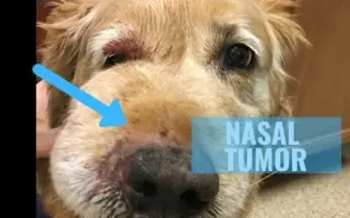 Pomôžme Lunke s liečbou zhubného nosného nádoru