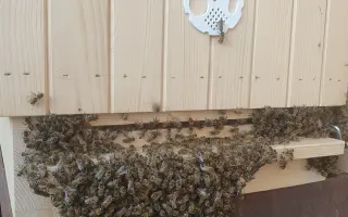 Druhá šanca pre včely | pomôžte mi vytvoriť špeciálnu Karanténnu včelnicu