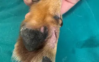 Darujme Benymu druhú šancu