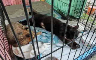 Pomôžme Eve starať sa aj naďalej o mačičky, ktoré ju potrebujú
