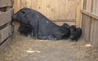 Podporte vznik malej rodinnej farmy a Minizoo