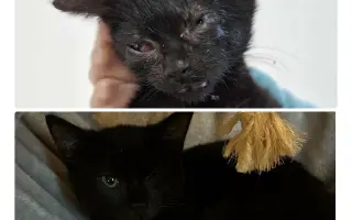 Pomôžme tam, kde by mačičky bez nás neprežili