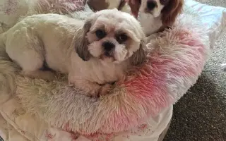 Pomôžte našim senior psíkom Shih-tzu dožiť dôstojný život